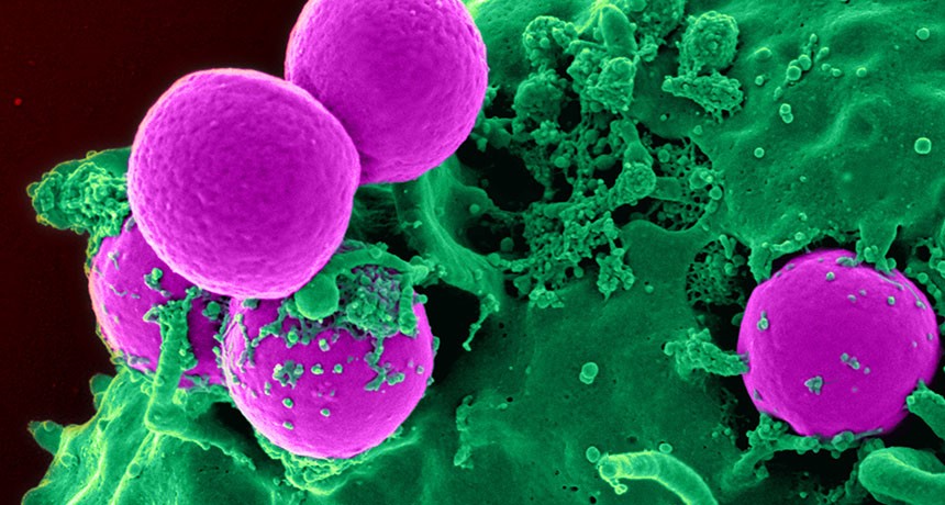 Healthcare opportunities MRSA and other antibiotic-resistant pathogens